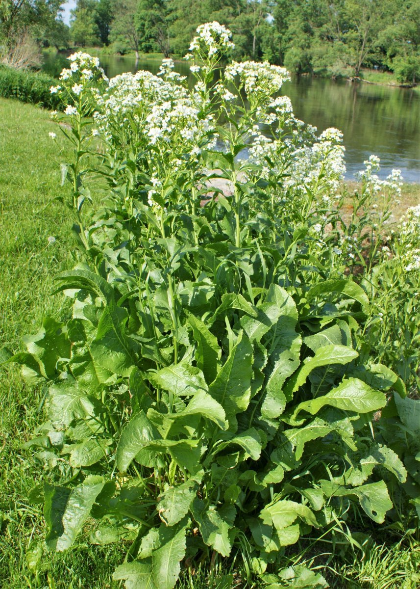 Хрен обыкновенный - фото 10