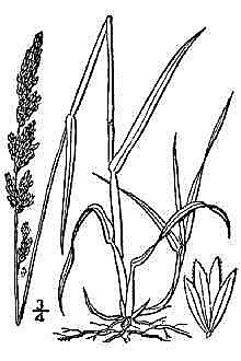 Хрен обыкновенный - фото 4