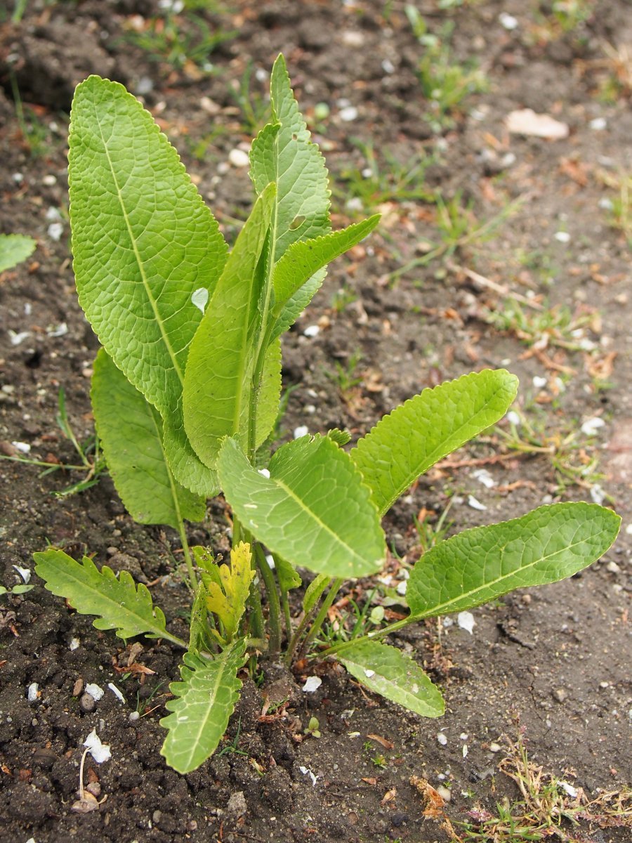 Хрен обыкновенный - фото 7