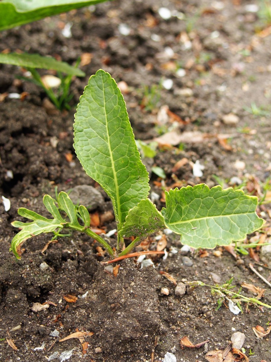 Хрен обыкновенный - фото 6