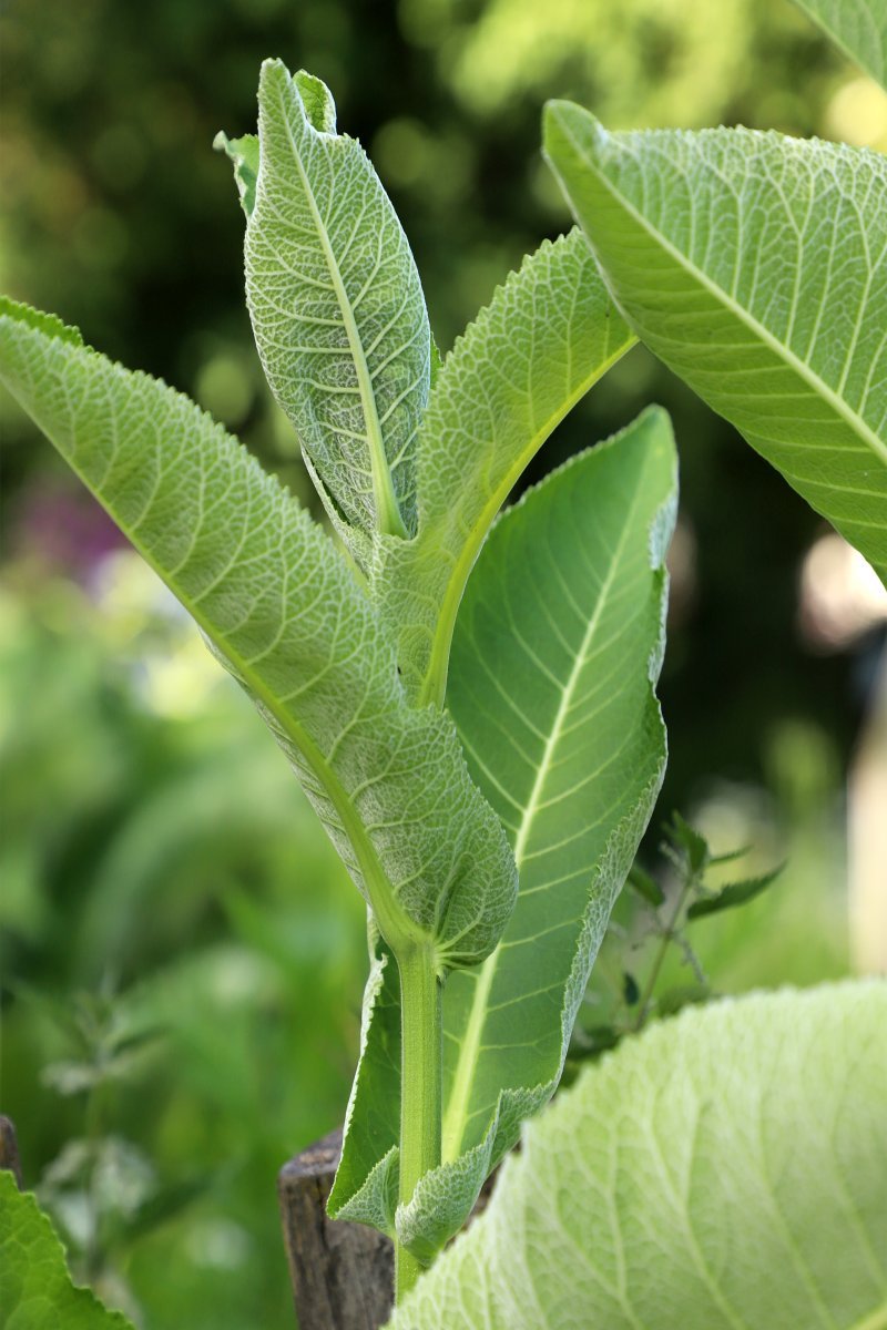 Хрен обыкновенный