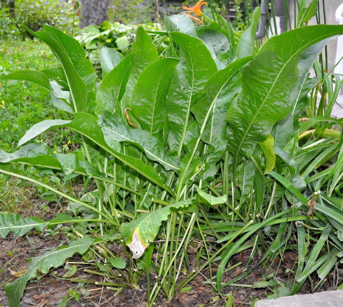 Хрен обыкновенный - фото 9