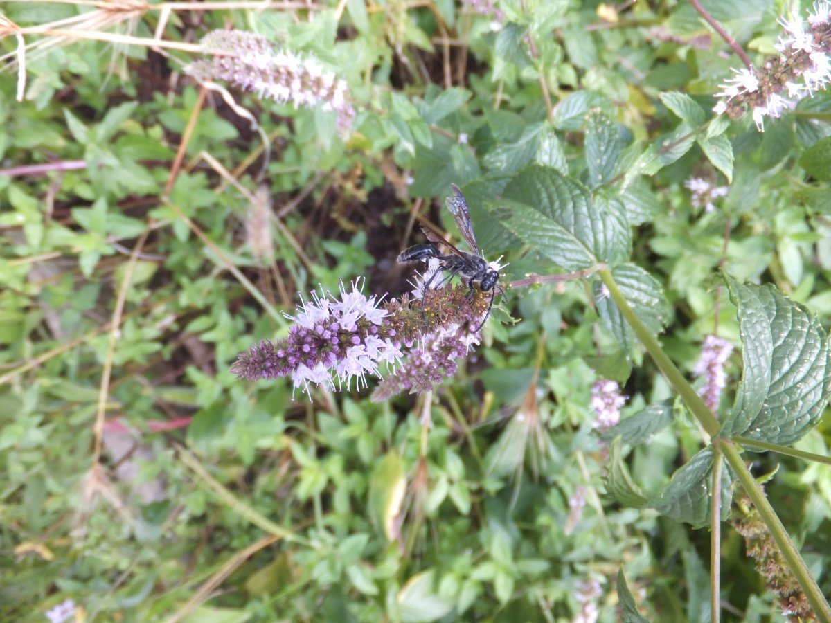 Мята шоколадная - фото 6