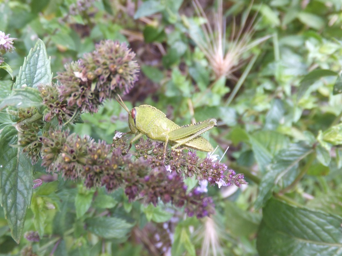 Мята шоколадная