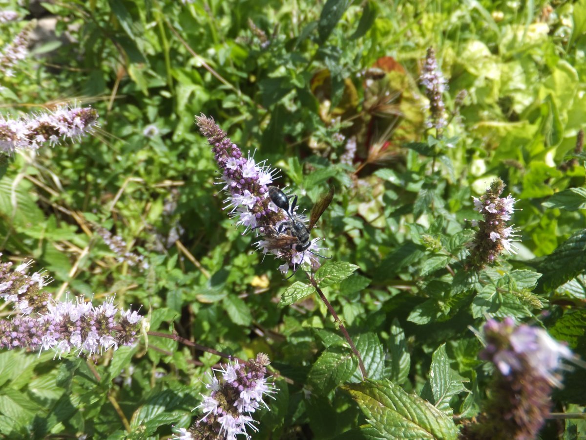 Мята шоколадная - фото 7