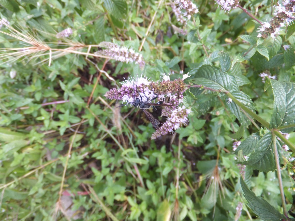 Мята шоколадная - фото 5