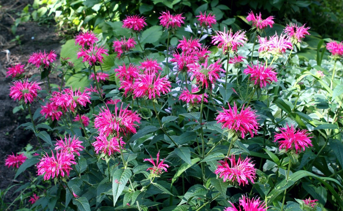 Монарда Пинк Лейс