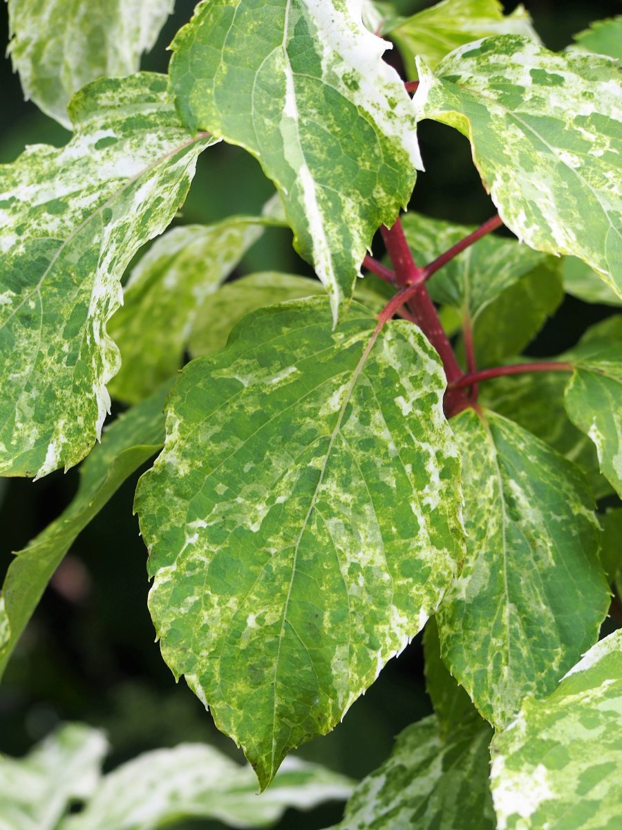 Гортензия Саммер Сноу - фото 5