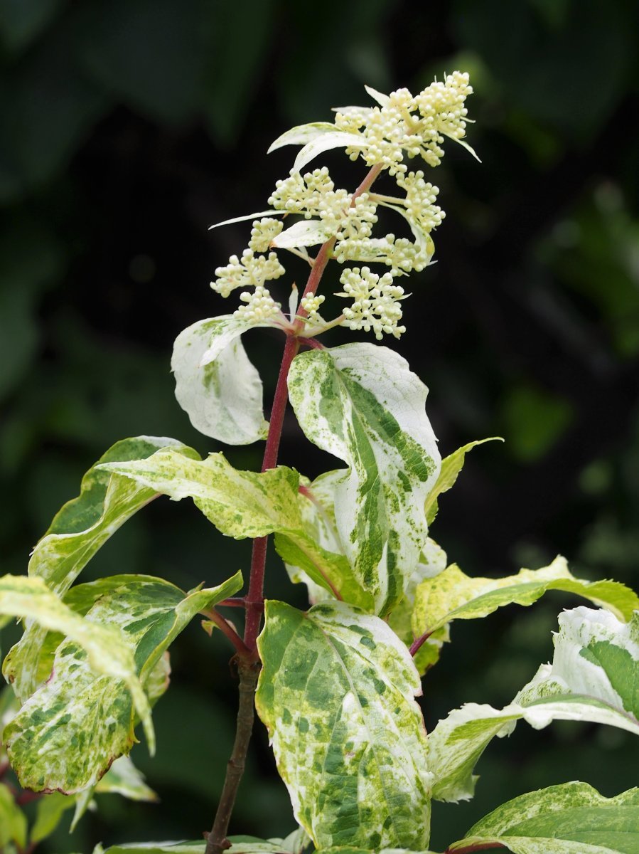 Гортензия Саммер Сноу