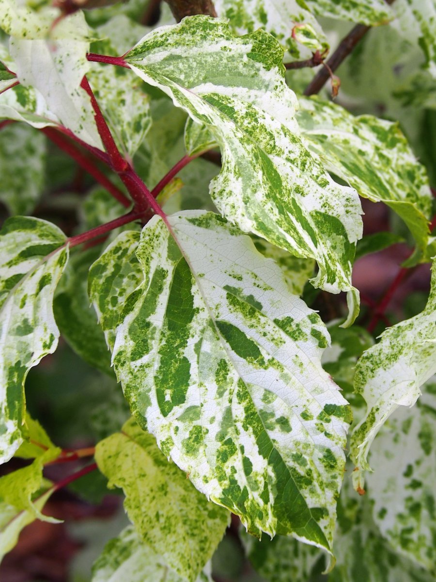 Гортензия Саммер Сноу - фото 4