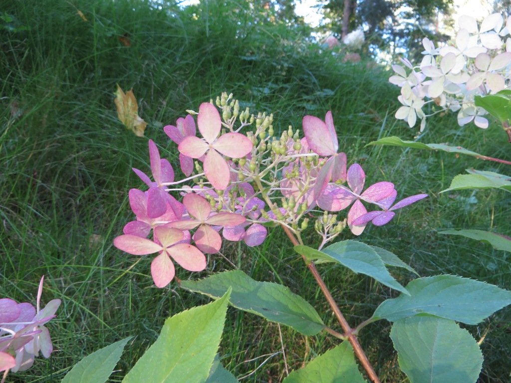 Гортензия Фантом - фото 2