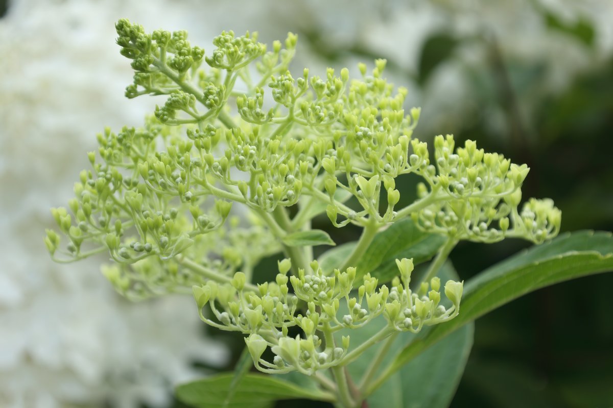 Гортензия Фантом - фото 7