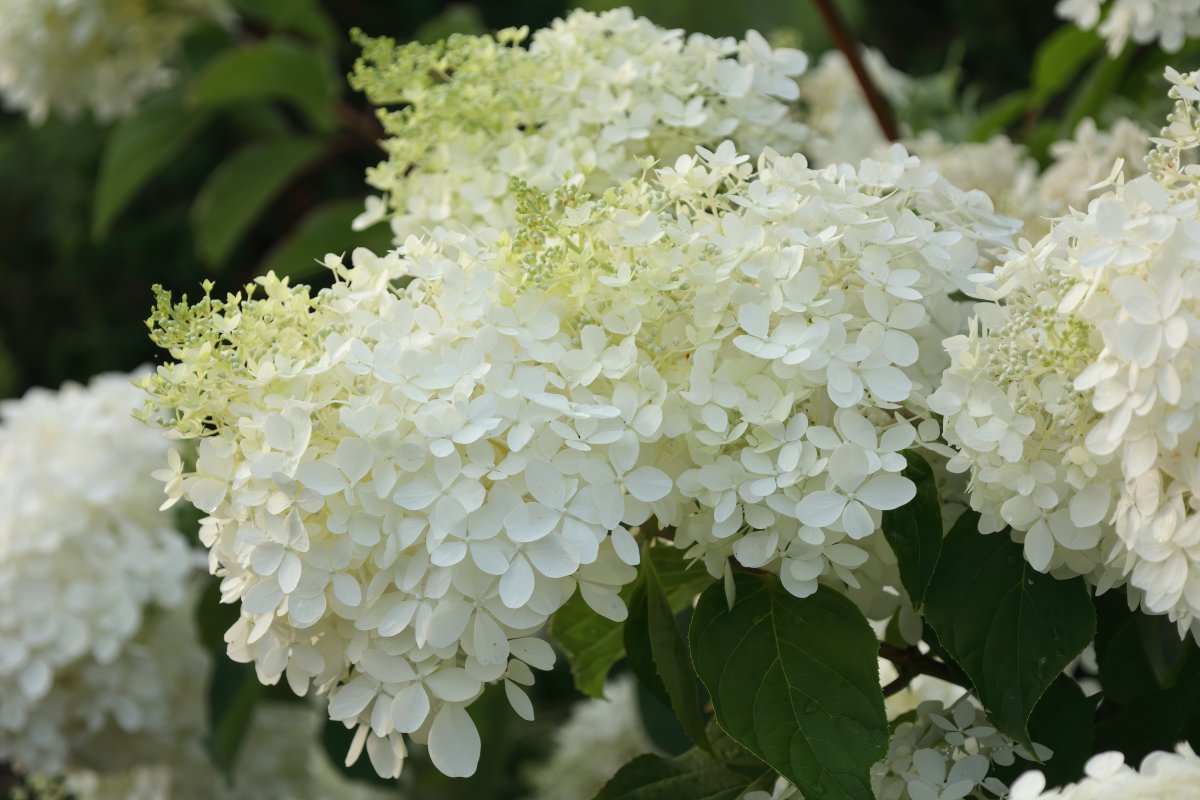 Гортензия Фантом - фото 6