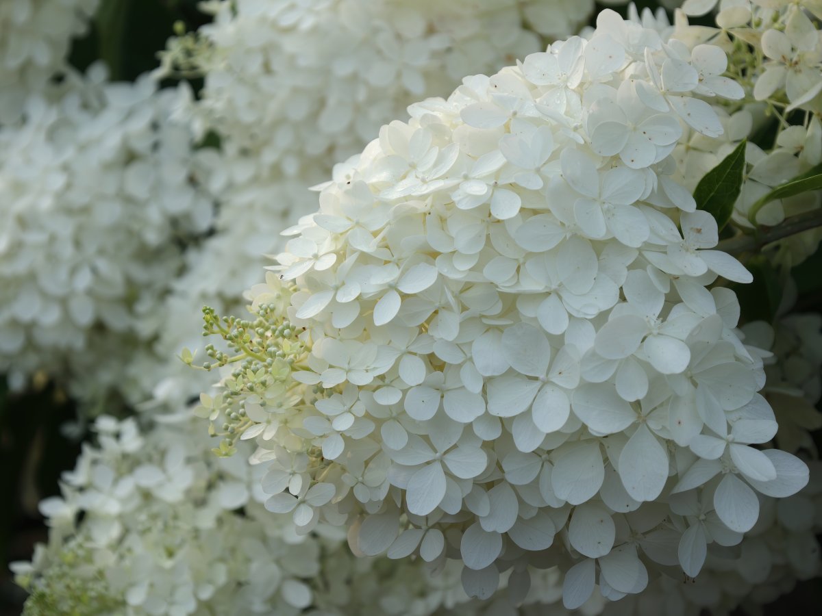 Гортензия Фантом - фото 5