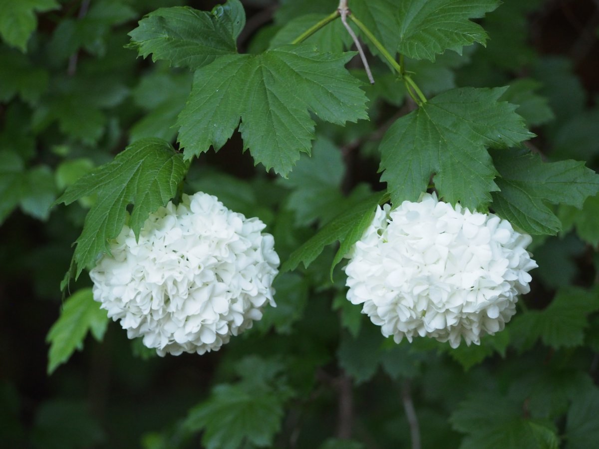 Калина Бульденеж - фото 6