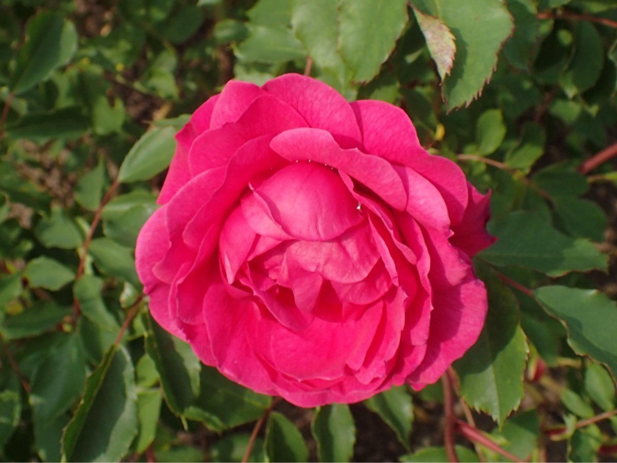 Роза Морден Руби - фото 2