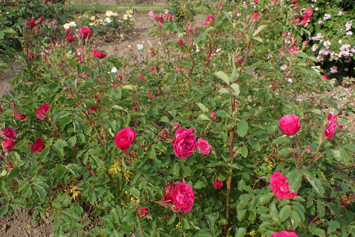 Роза Морден Руби - фото 3