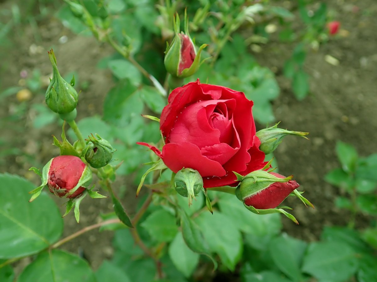 Роза Шамплейн - фото 8