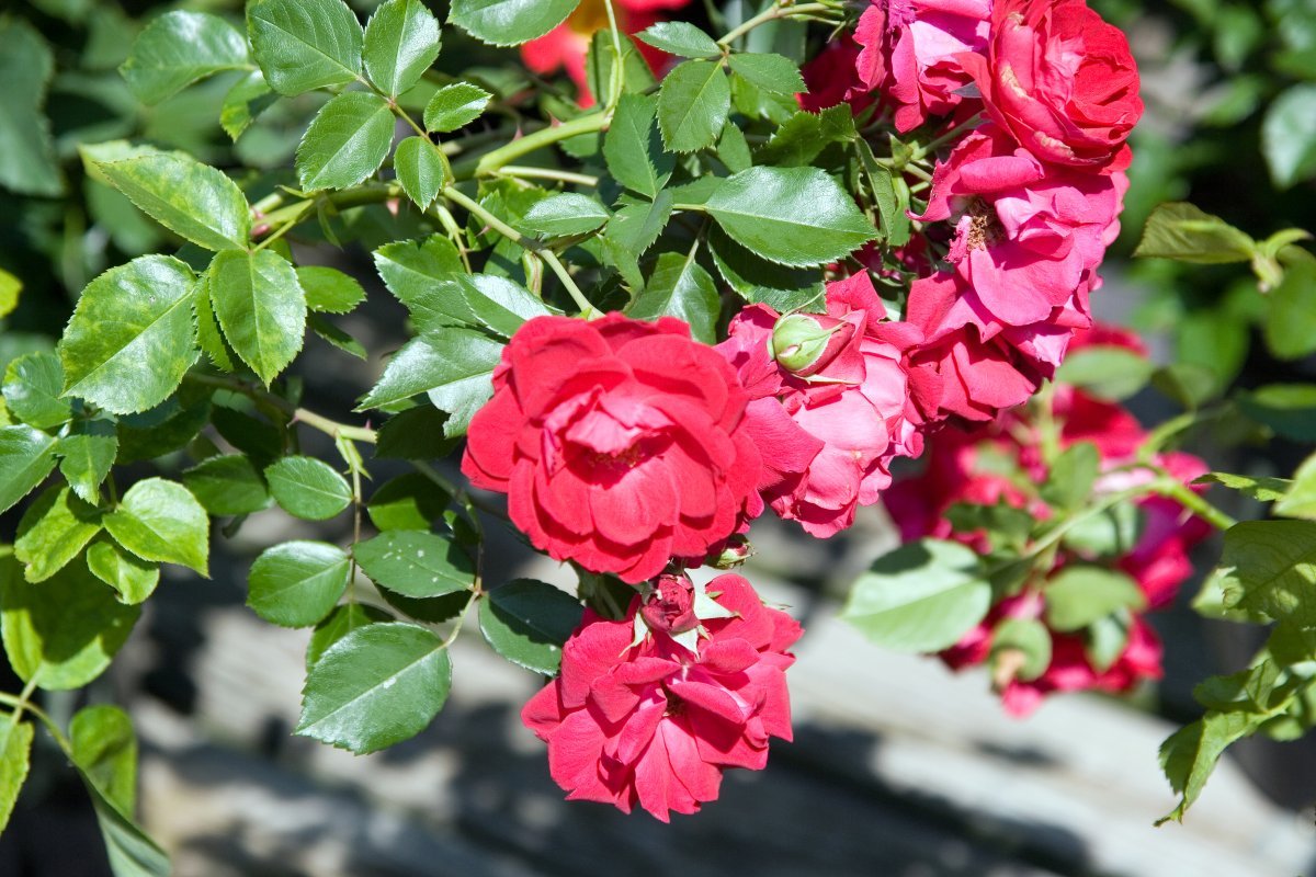 Роза Шамплейн - фото 5