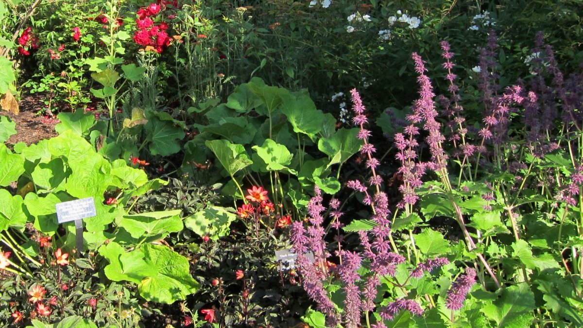 Роза Шамплейн - фото 2