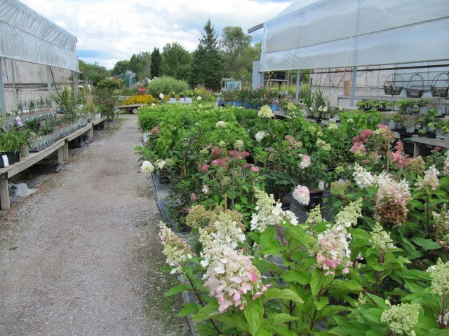 Гортензия Ванила Фрайз - фото 2