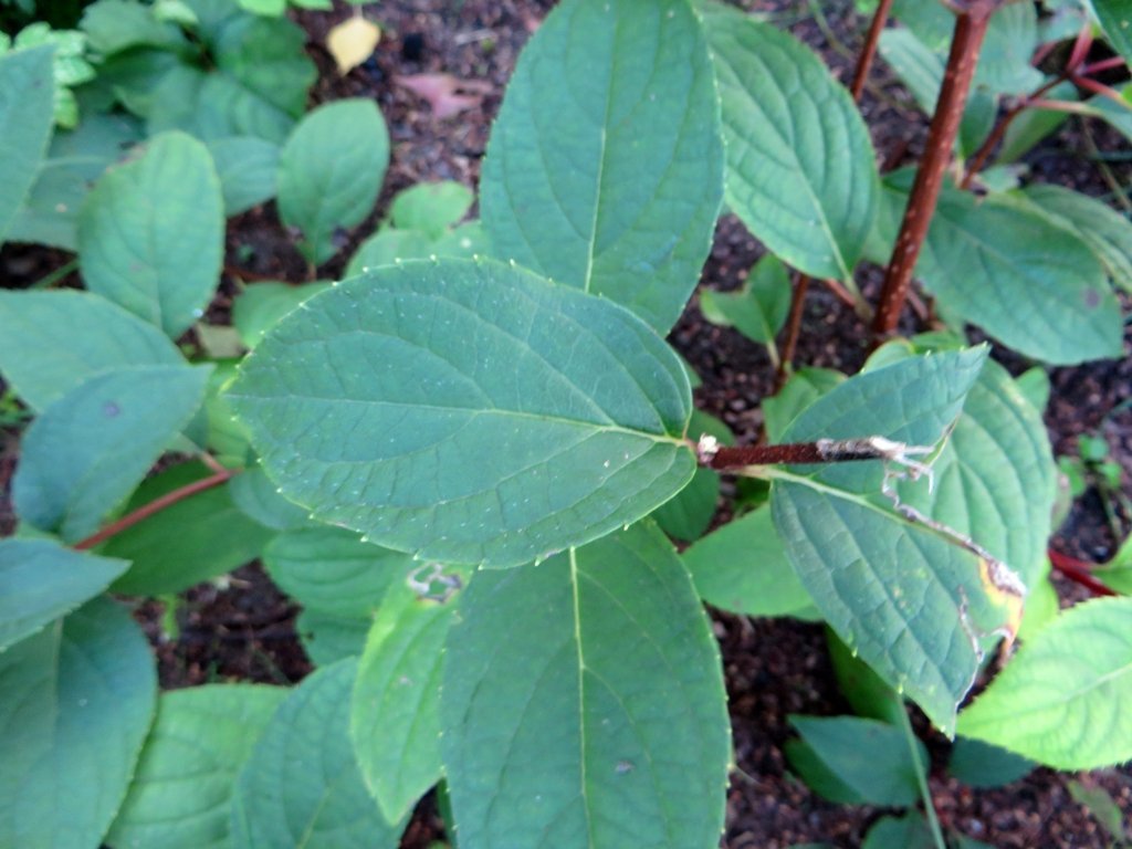 Гортензия Вимс Ред - фото 2