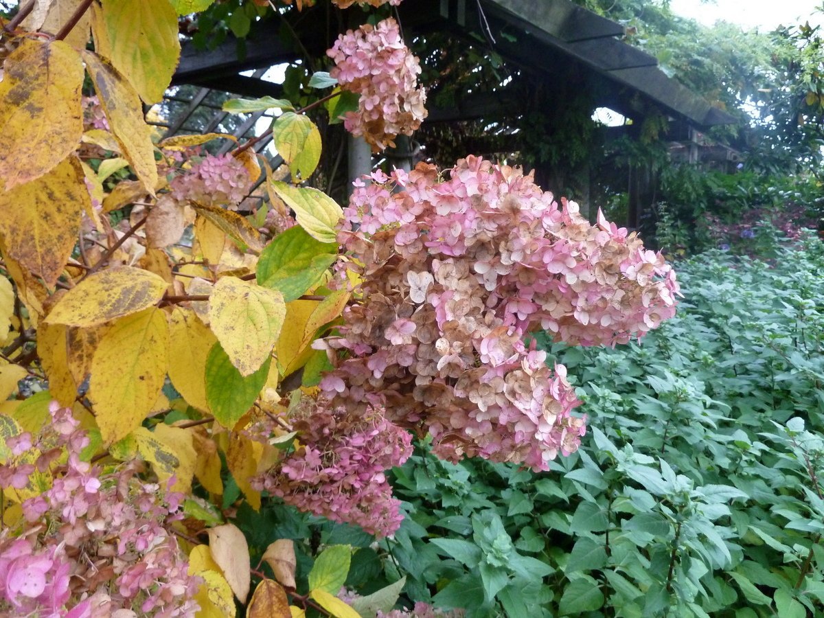 Гортензия Юник - фото 2