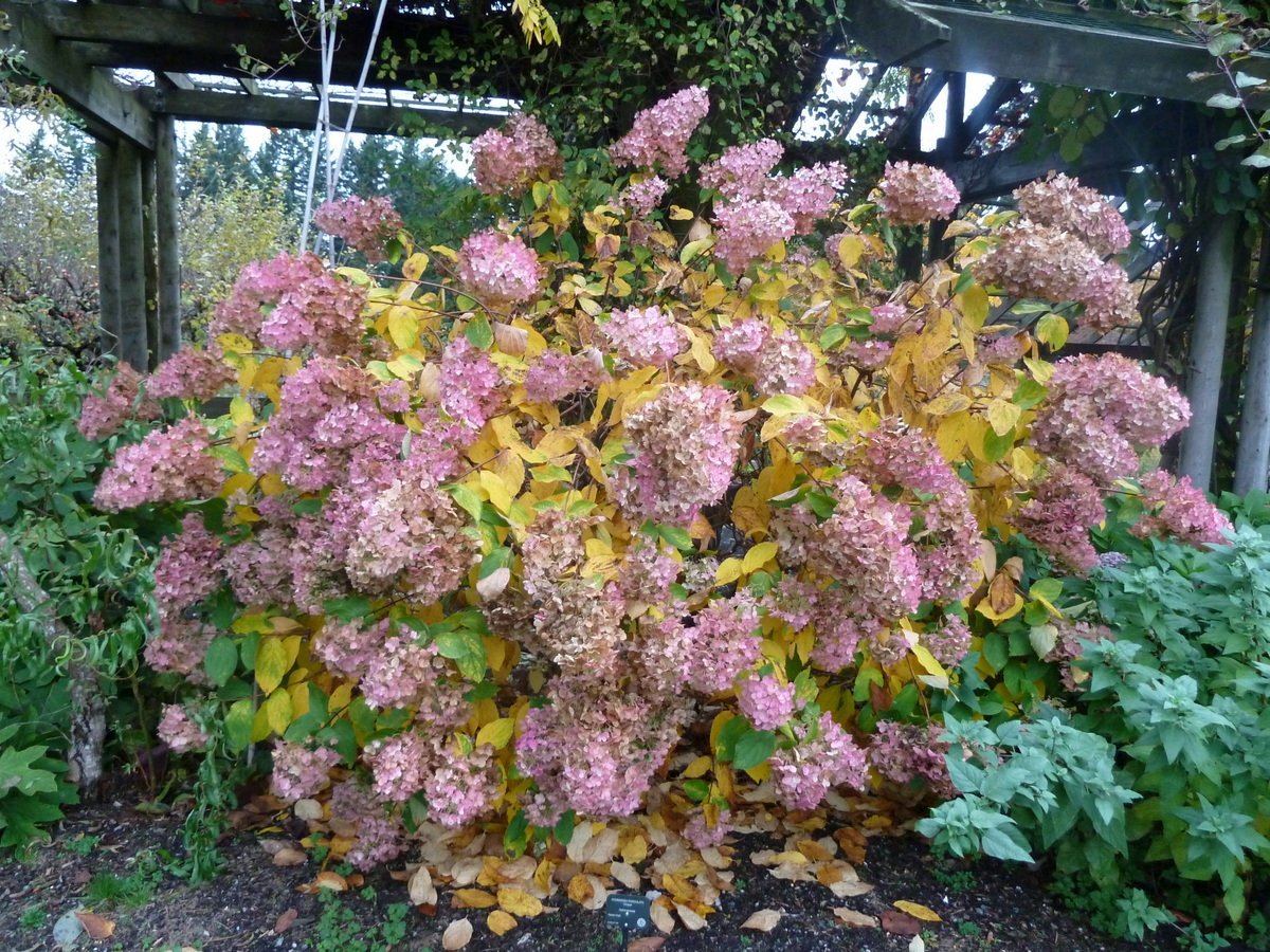 Гортензия Юник