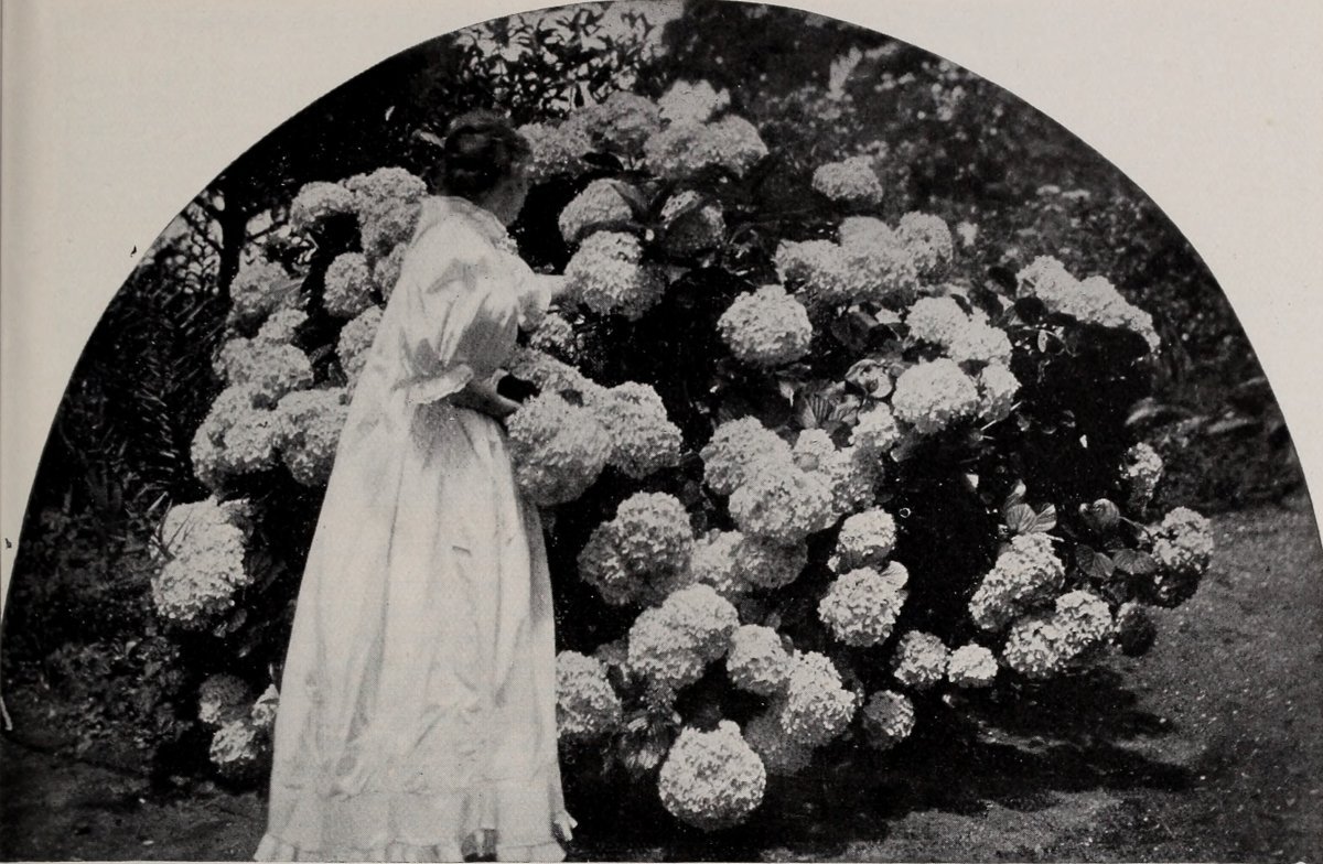 Гортензия Юник - фото 5