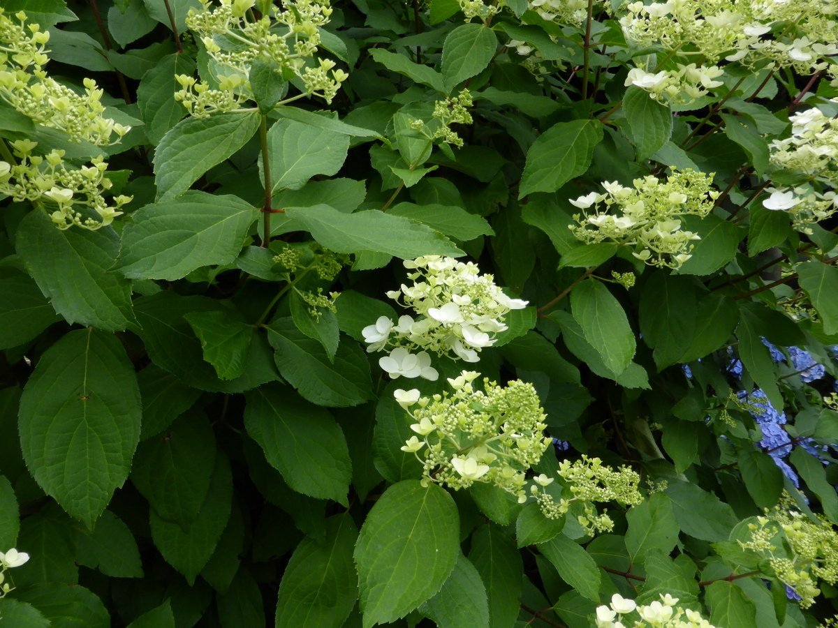 Гортензия Юник - фото 3