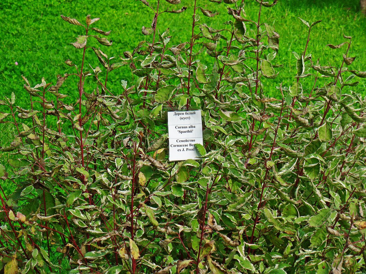 Дерен Шпети - фото 7