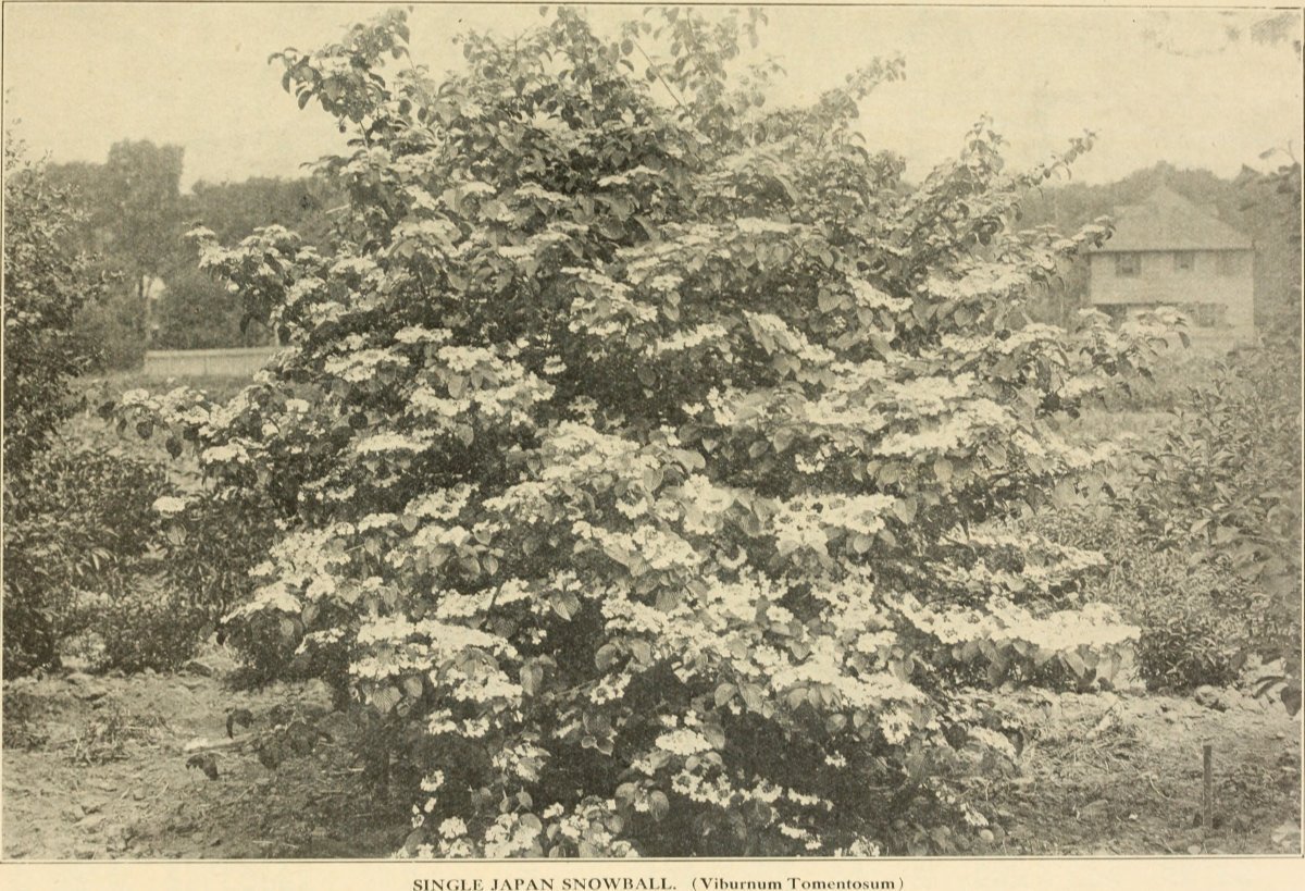 Дерен Шпети - фото 5