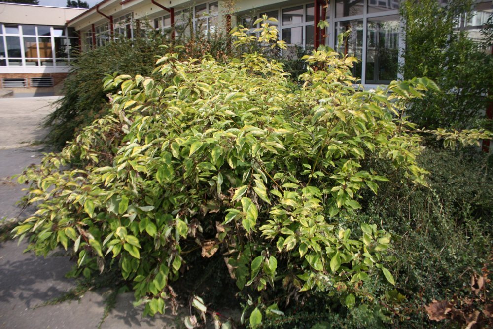 Дерен Шпети