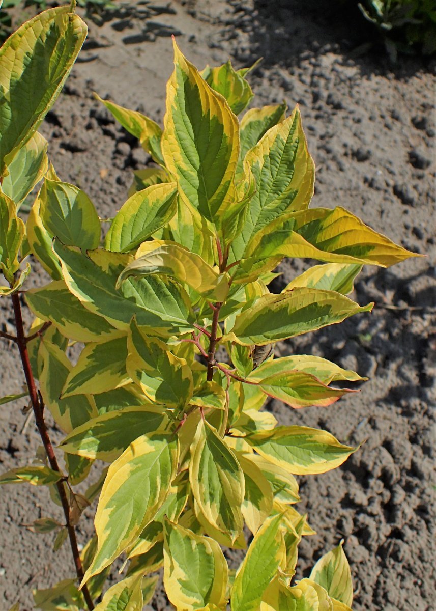 Дерен Шпети - фото 3