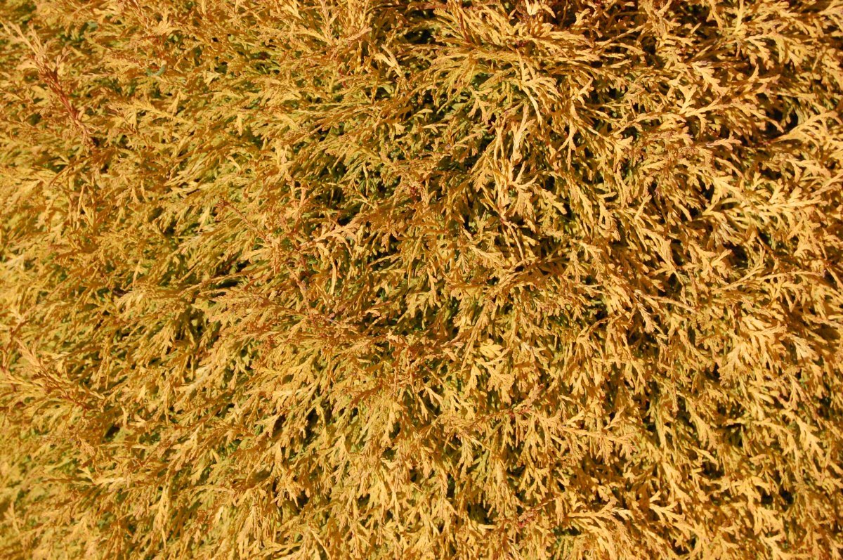 Туя Рейнголд - фото 9