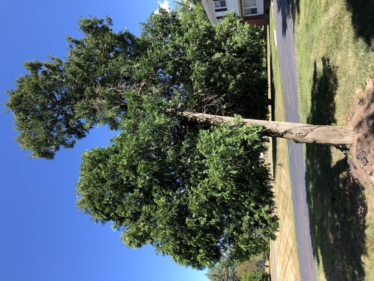 Туя Рейнголд - фото 4