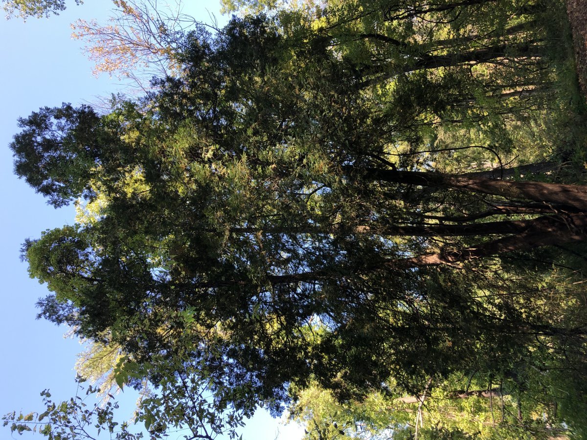 Туя Рейнголд - фото 6