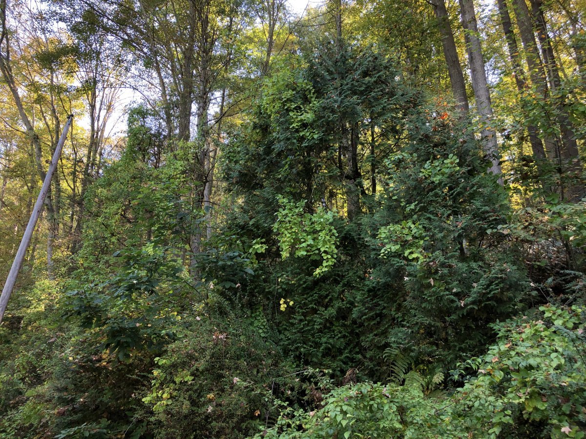 Туя Рейнголд - фото 8