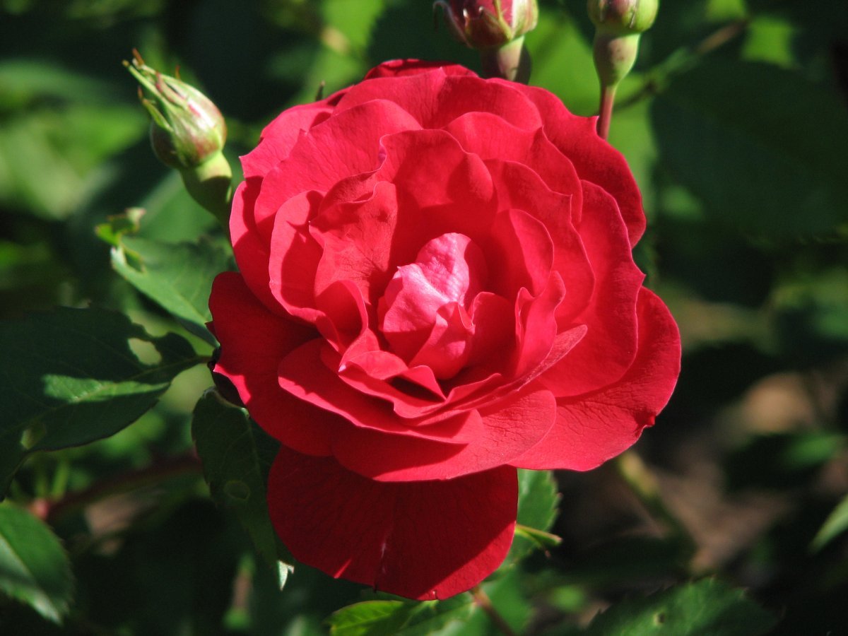 Роза Аделаида Худлес