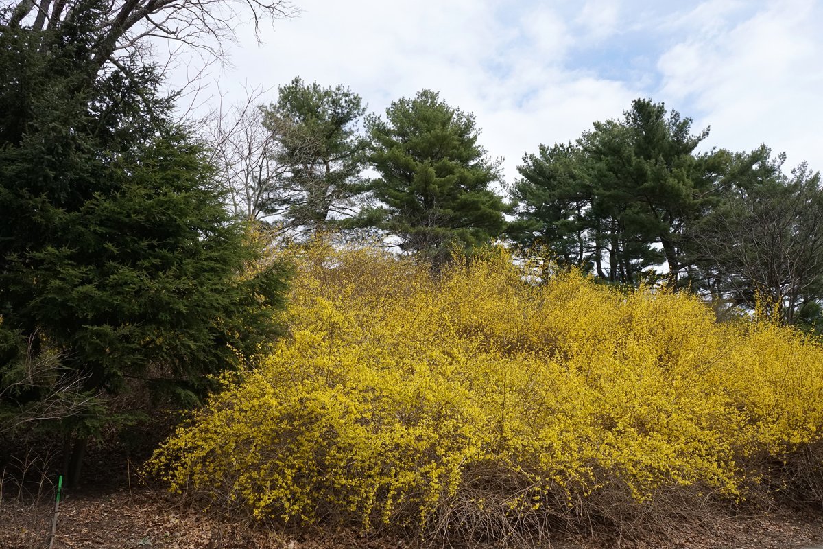 Форзиция Спектабилис - фото 5