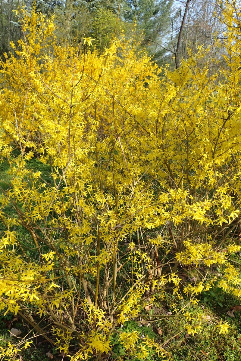 Форзиция Спектабилис - фото 8