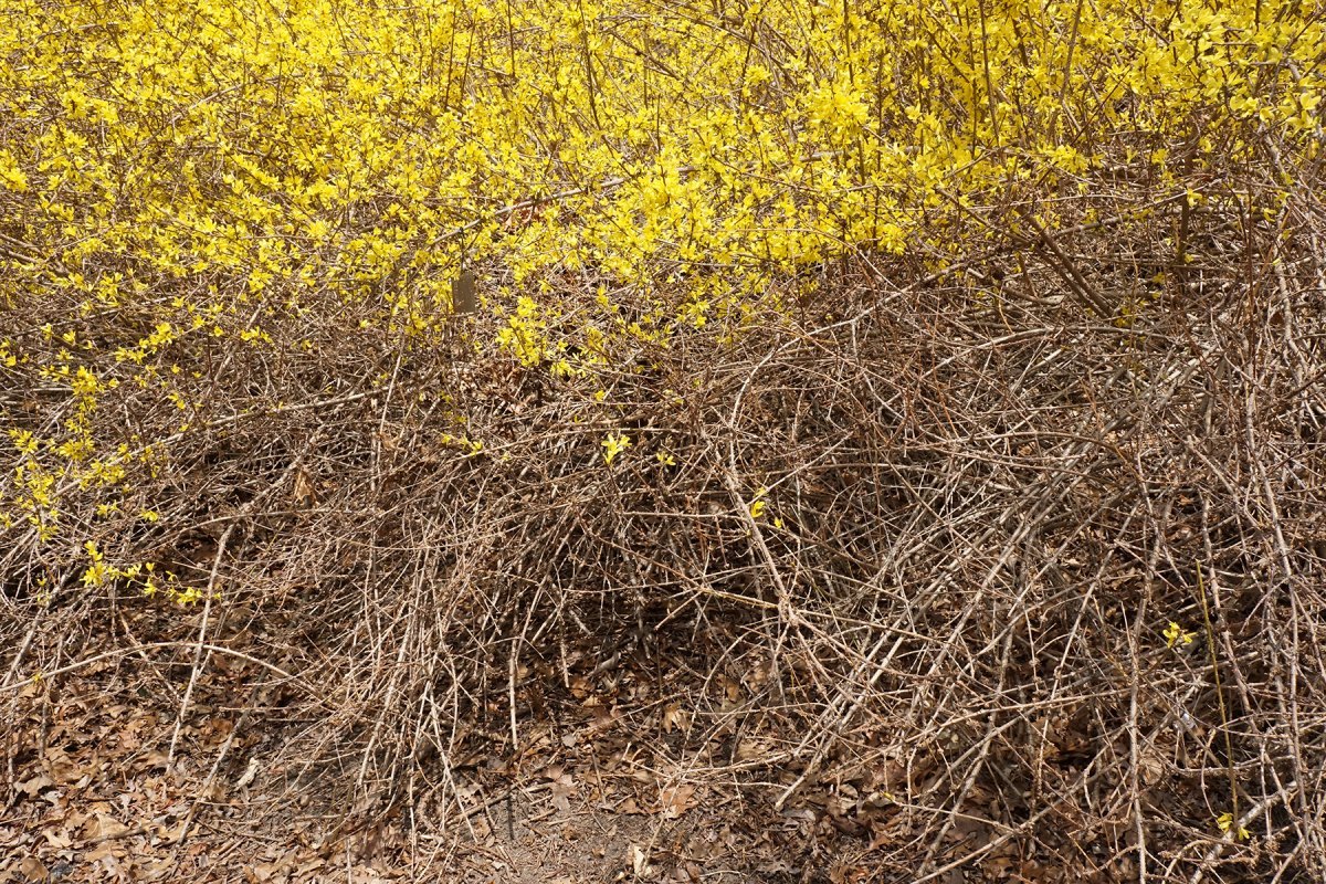 Форзиция Спектабилис - фото 4