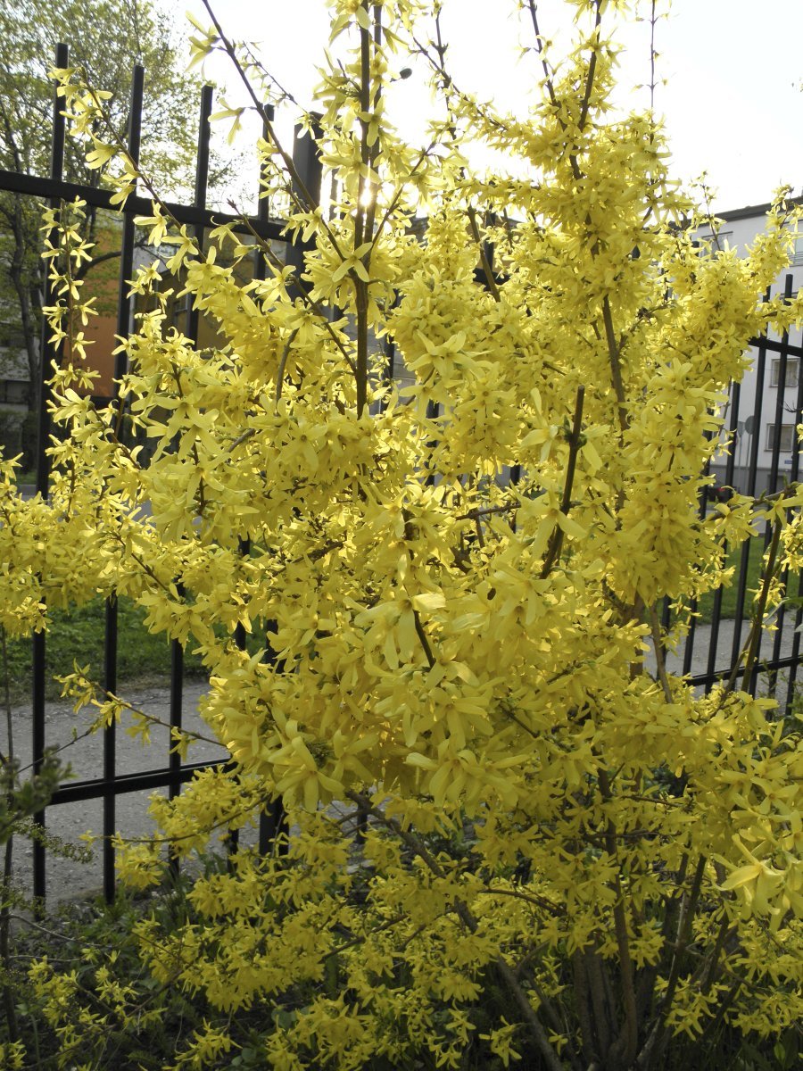 Форзиция Спектабилис - фото 9