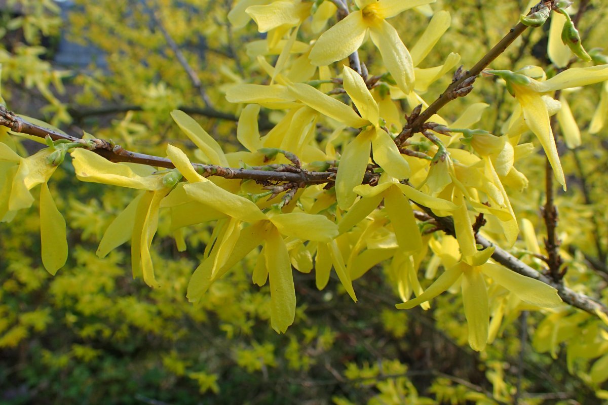 Форзиция Спектабилис - фото 7