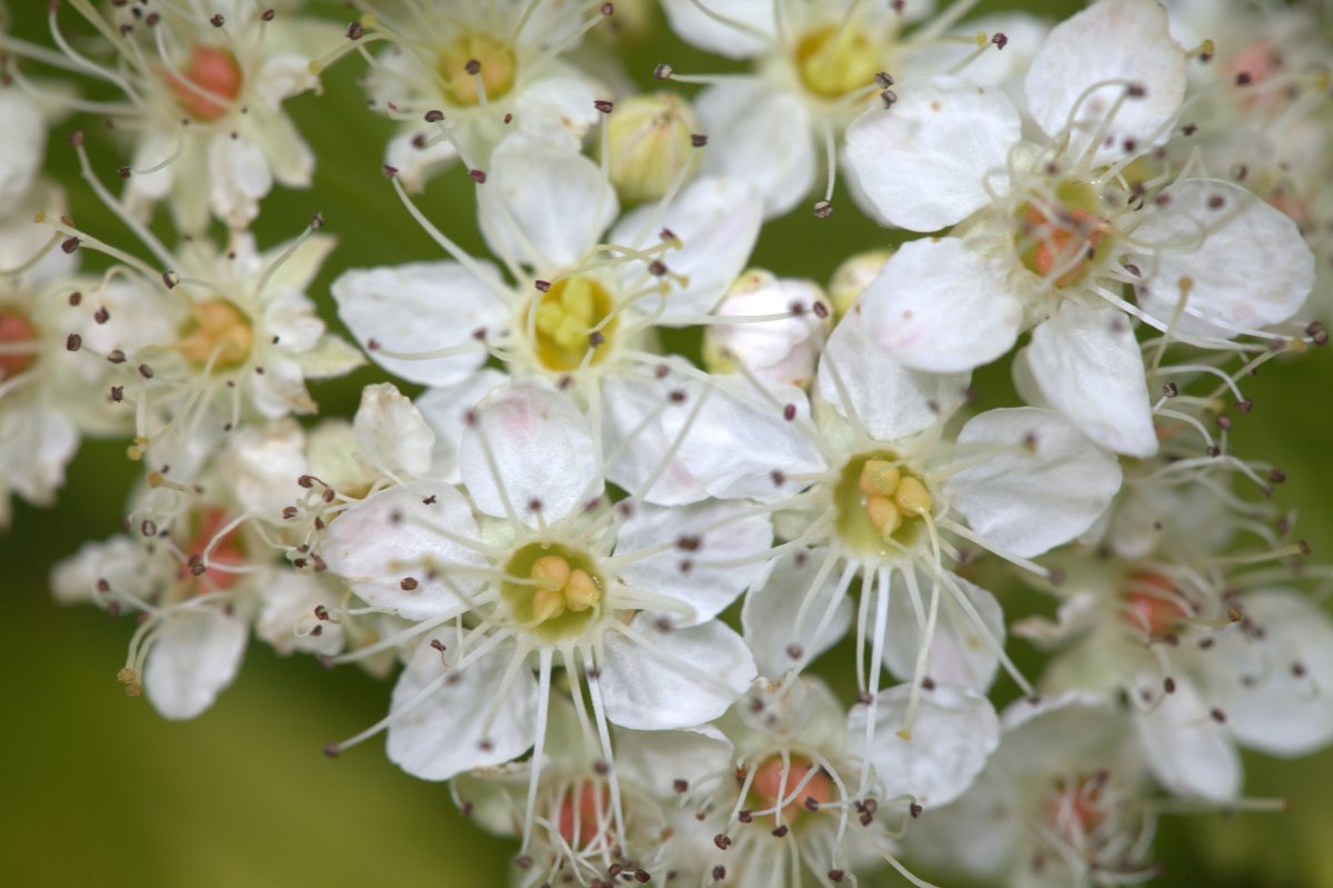 Пузыреплодник Дартс Голд - фото 6