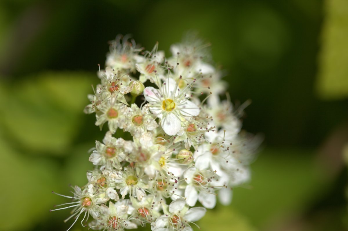 Пузыреплодник Дартс Голд - фото 2