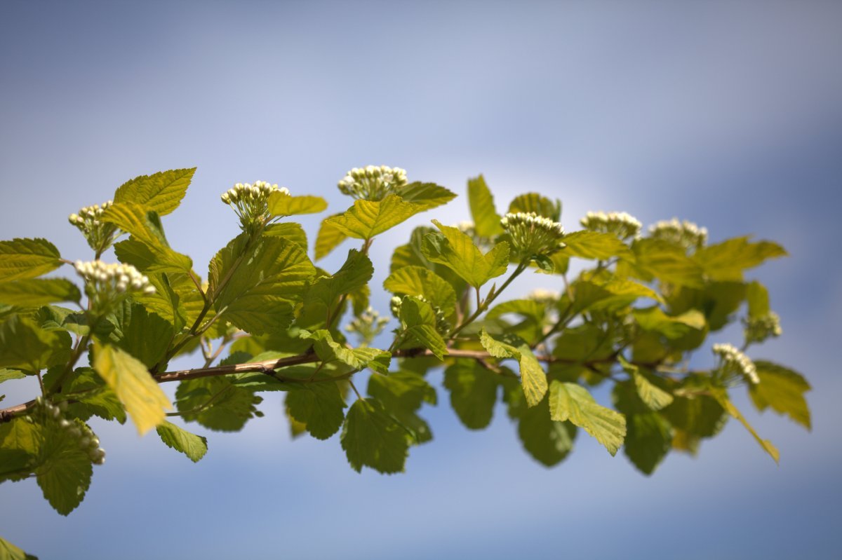 Пузыреплодник Дартс Голд - фото 5