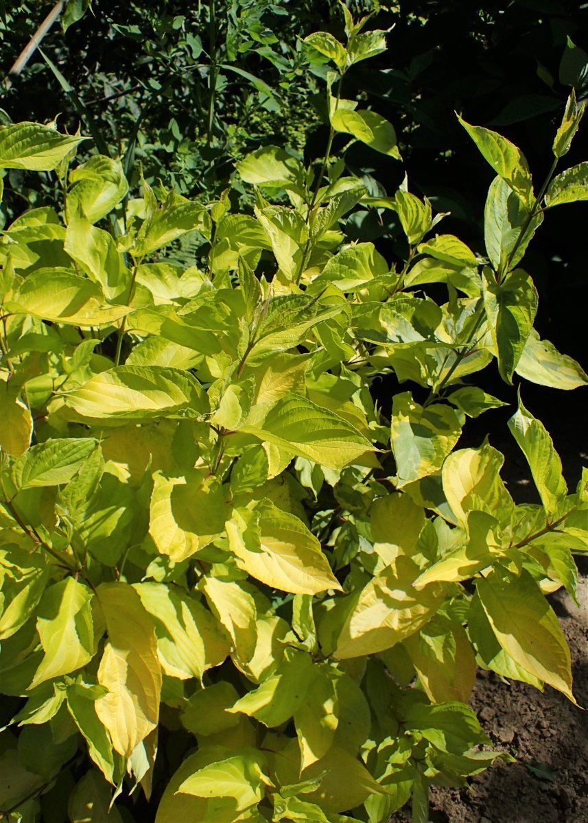 Дерен белый Гоучаулти