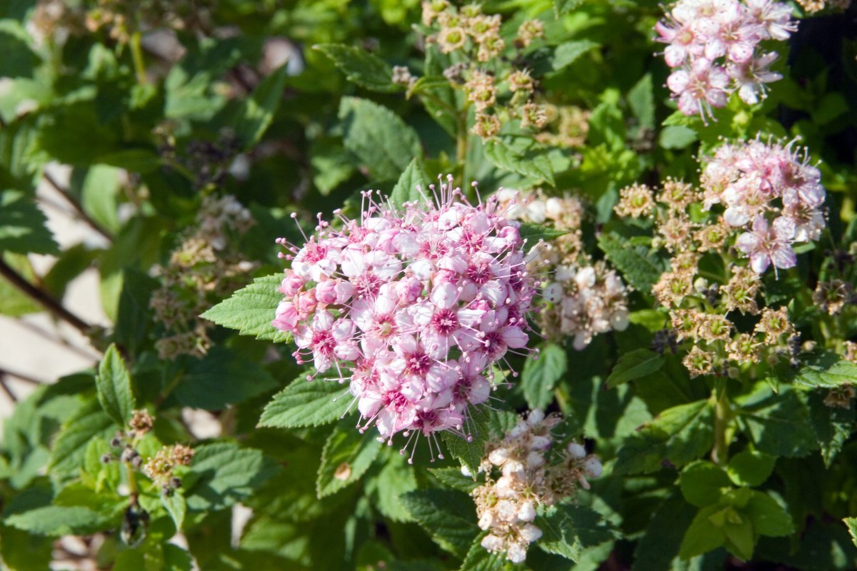 Спирея Литл Принцесс - фото 4