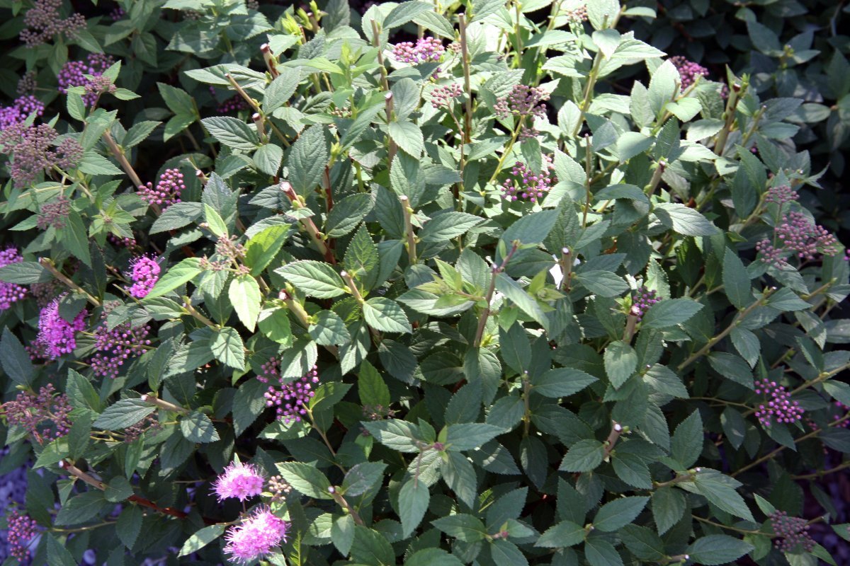 Спирея Литл Принцесс - фото 5